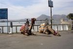 08 Udaipur  Samui (162)